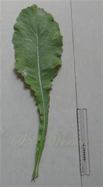  Basal leaf ( Adaxial view )